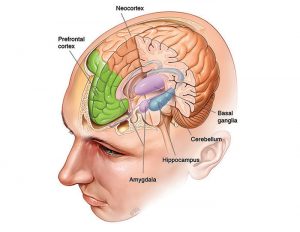 Brain skull and meninges